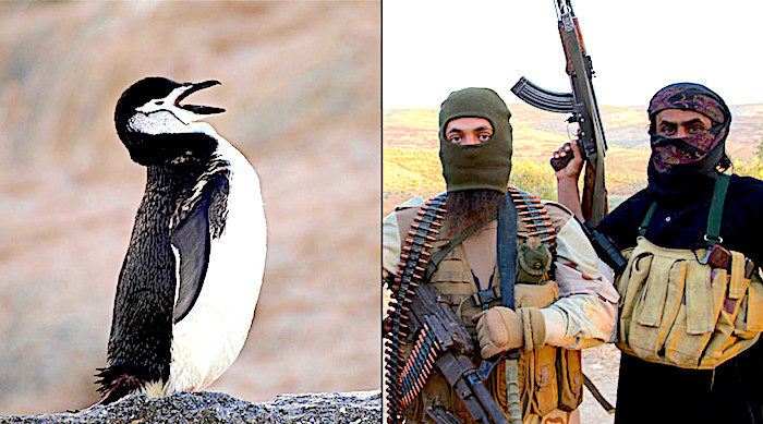 Click to enlarge penguin/terrorists
