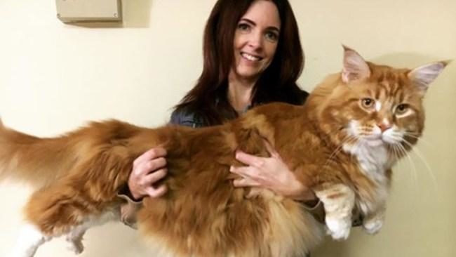 Omar the cat