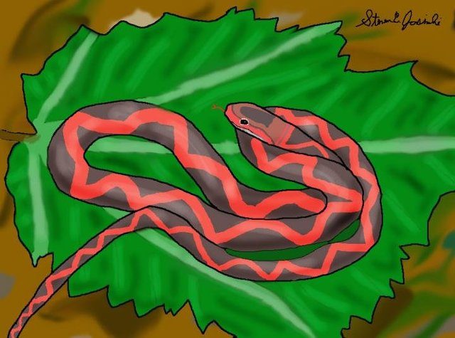 Click to enlarge Zilantophis schuberti