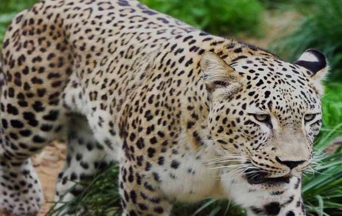 Leopard