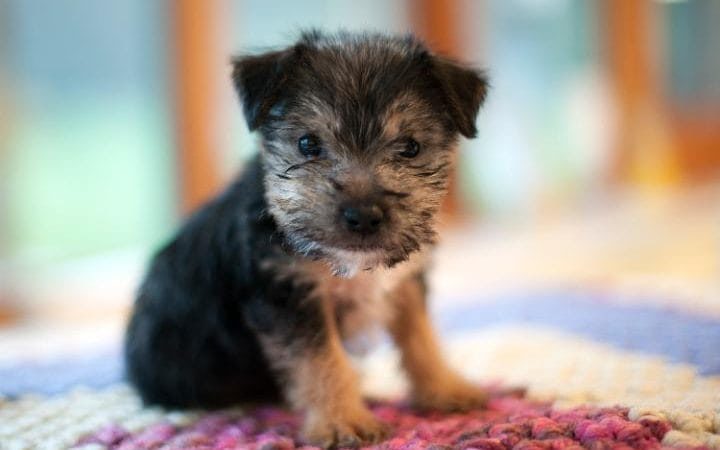 puppy