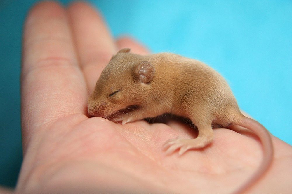 mouse in hand