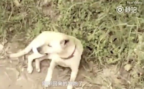 dog in grass