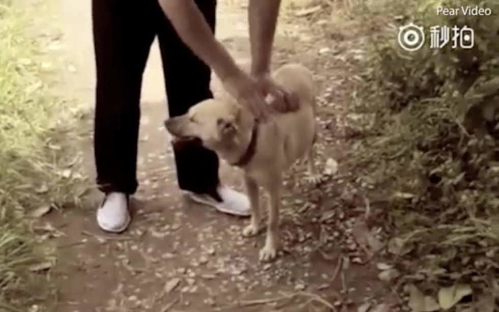 man and dog