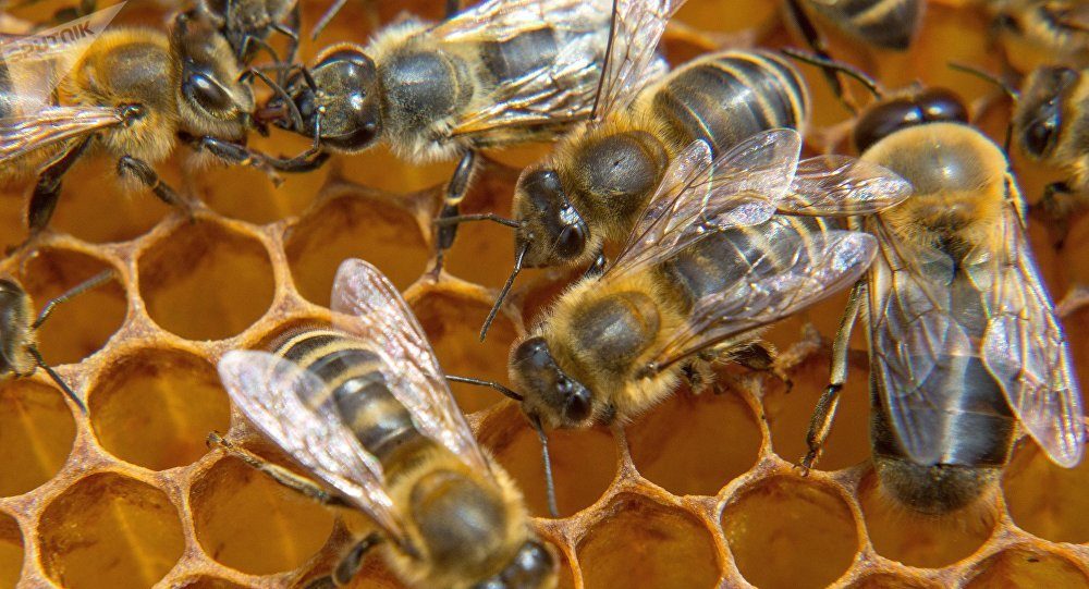 bees abejas 
