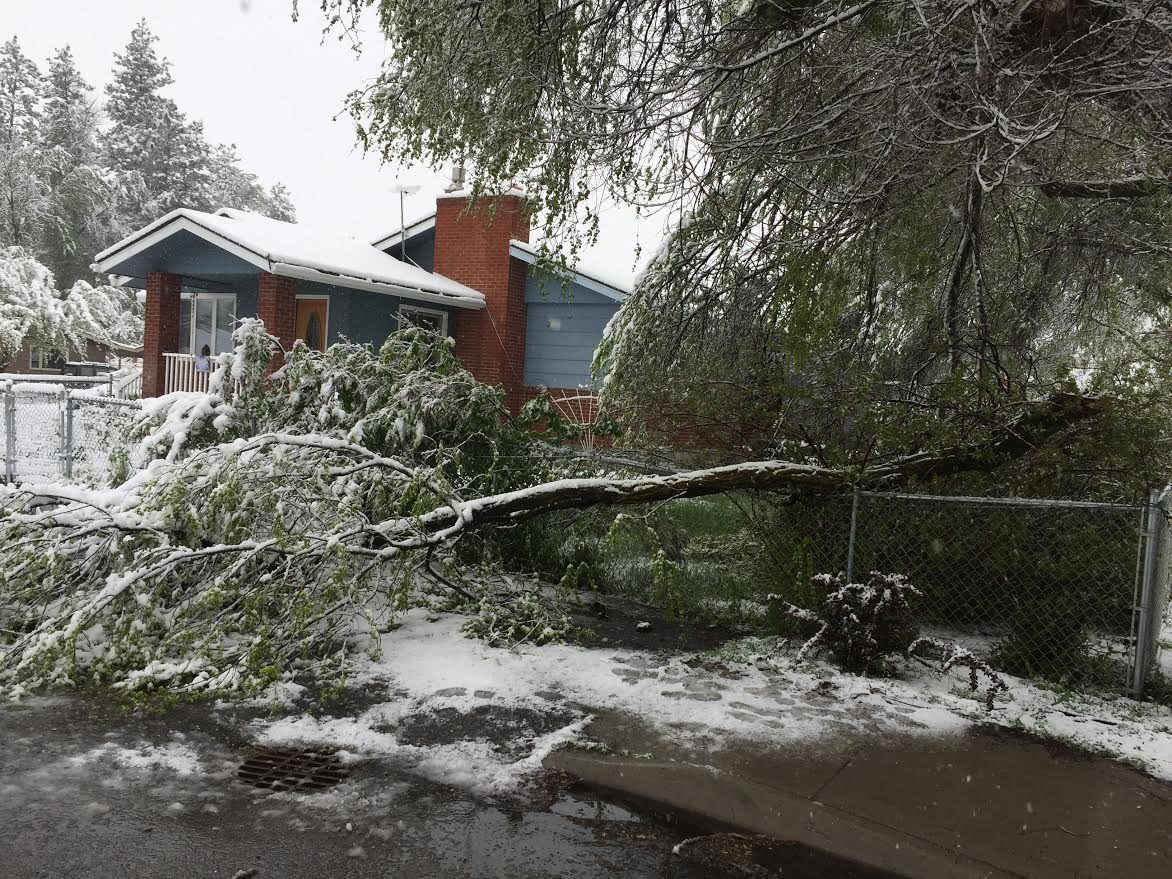 Downed tree