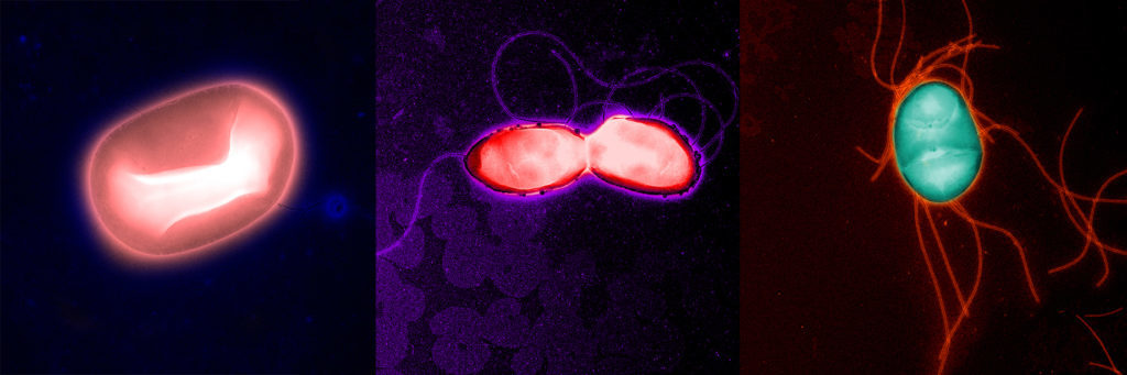 Click to enlarge SALK INSTITUTE FOR BIOLOGICAL STUDIES