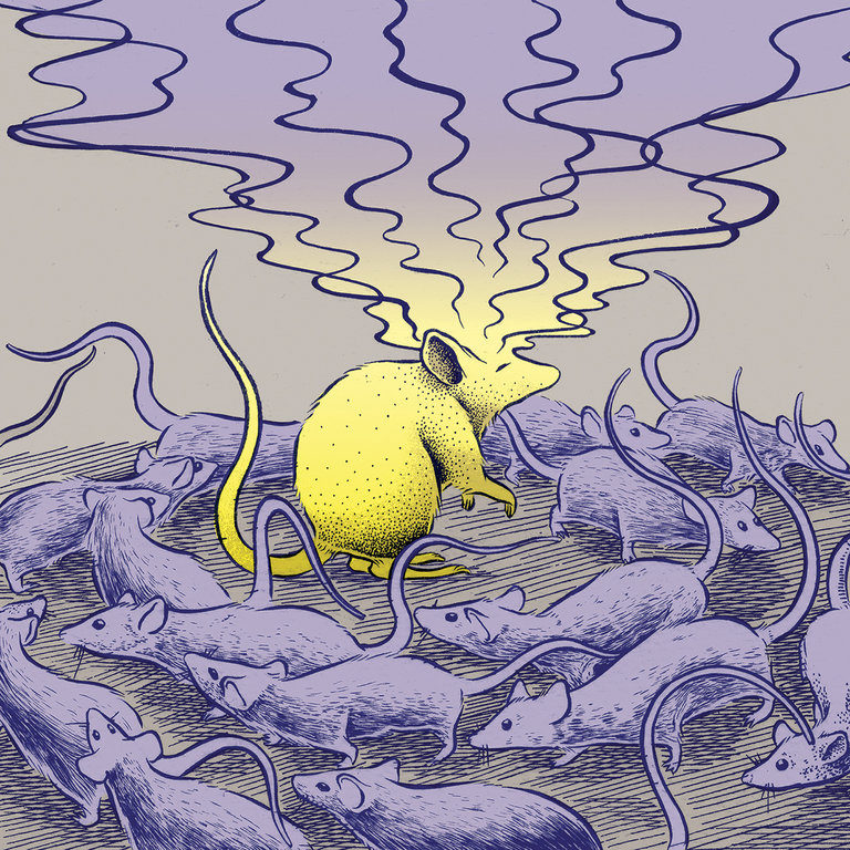 mice