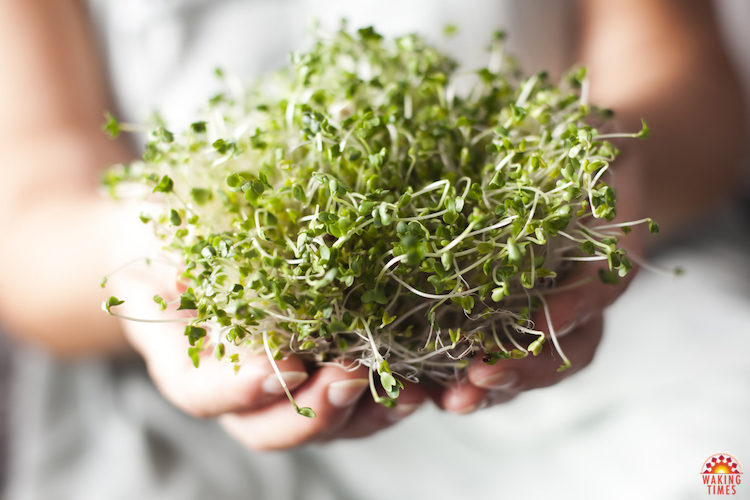 broccoli sprouts