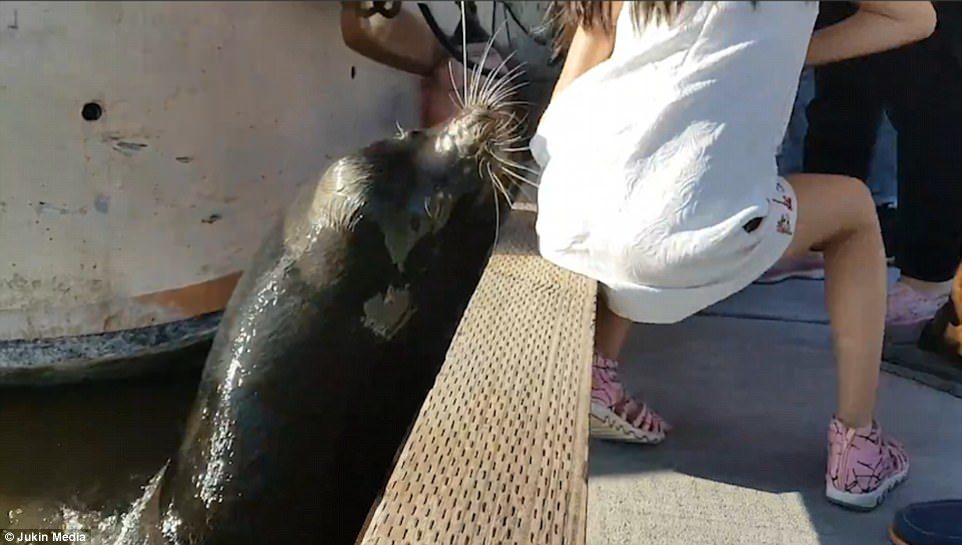 The animal leaps out of the water before grabbing a young girl sitting at the side of the pier by her dress