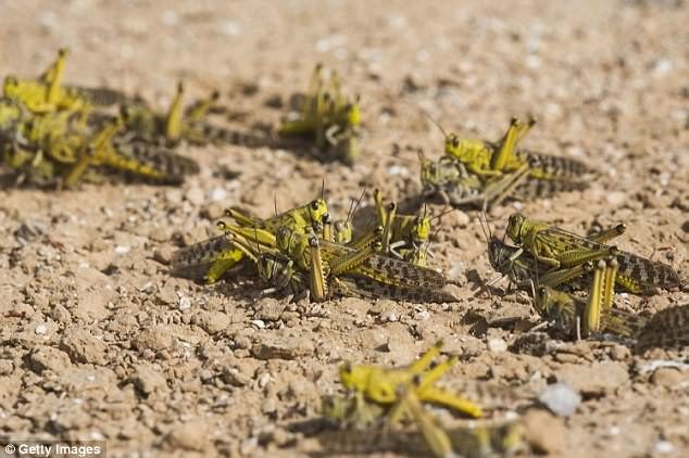 Click to enlarge locust
