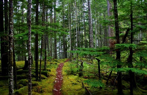 Olympic National Park