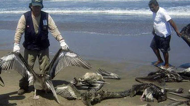 Click to enlarge dead pelican