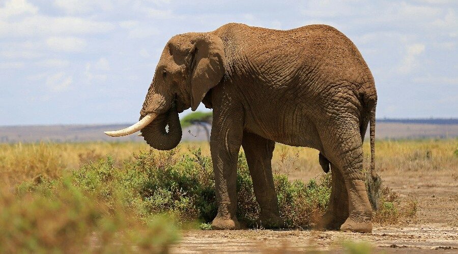 elephant