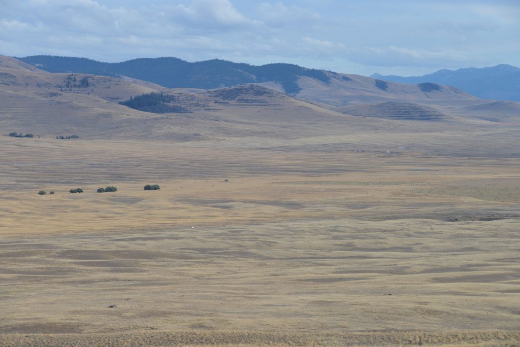 Camas Prairie