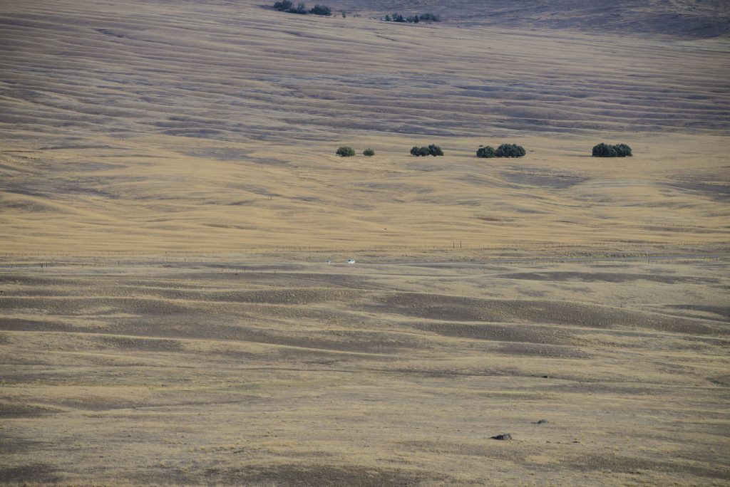 Camas Prairie