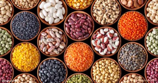 beans, seeds, lectins