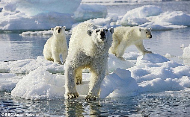A polar bear and two cubs ready to spring into the ice-cold waters