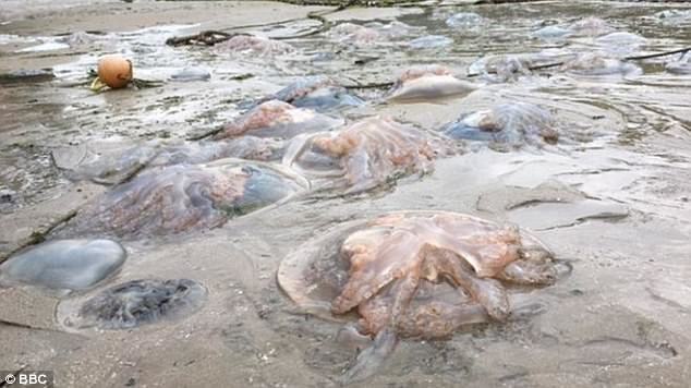 The jellyfish, some of them reaching 35 inches in diameter, have stunned holidaymakers 