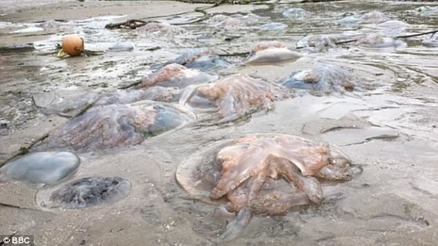 Click to enlarge The jellyfish, some of them reaching 35 inches in diameter, have stunned holidaymakers