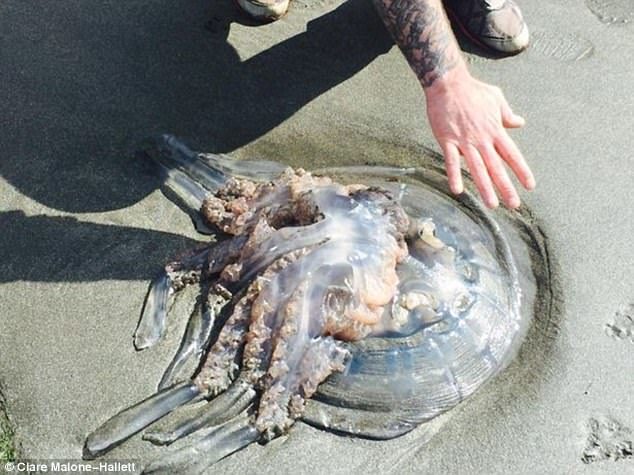 Click to enlarge Some of the jellyfish can reach an astonishing 35kg