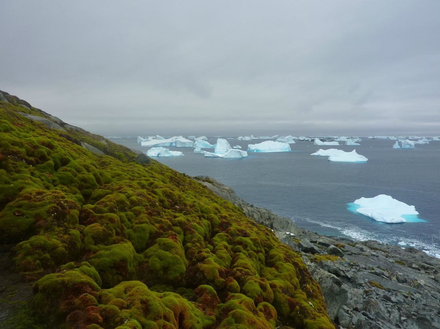 antarctica moss 