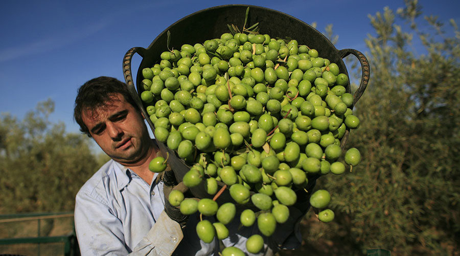 Click to enlarge olive oil harvest