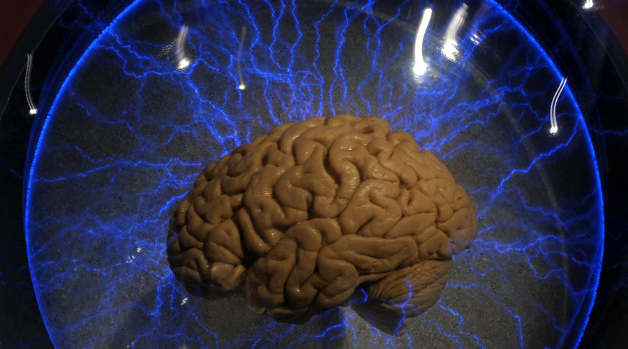 human brain