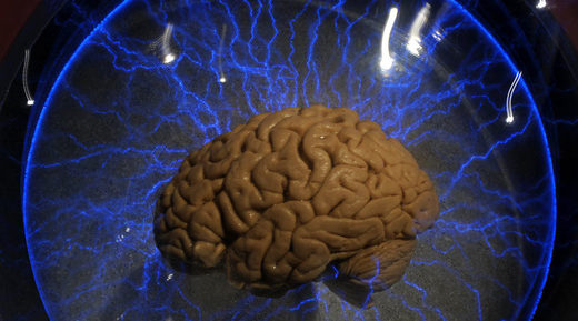 human brain