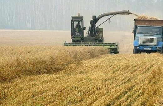 Russian grain harvester