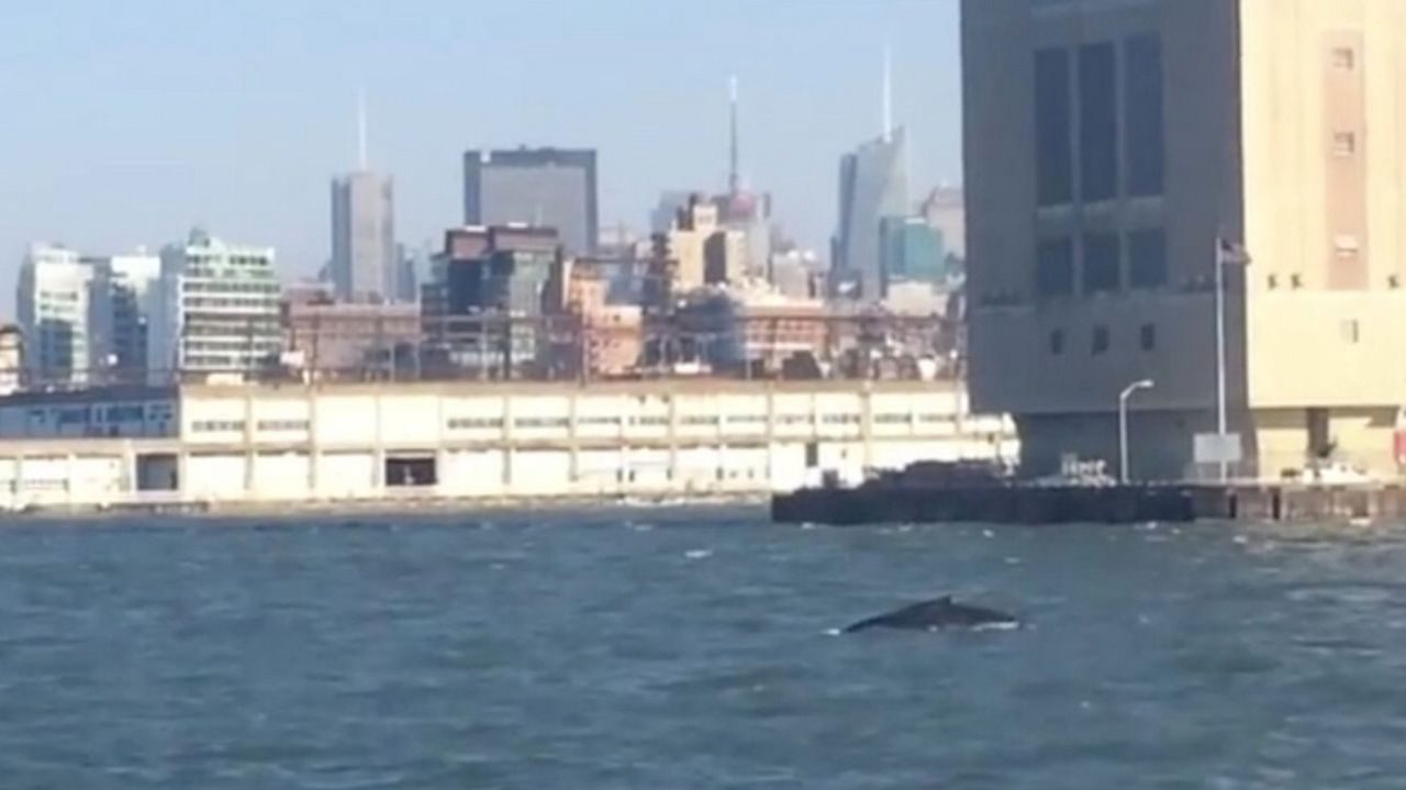 The non-profit Gotham Whale logged an increase in whale sightings around New York City in 2016, including this one seen near the Statue of Liberty in November. 