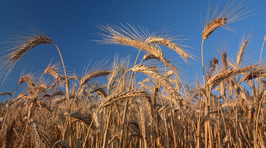 wheat plants