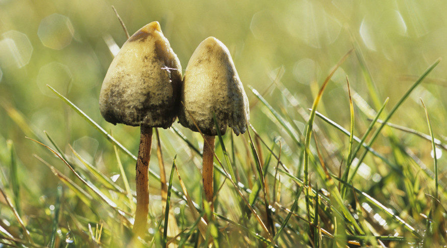 mushrooms