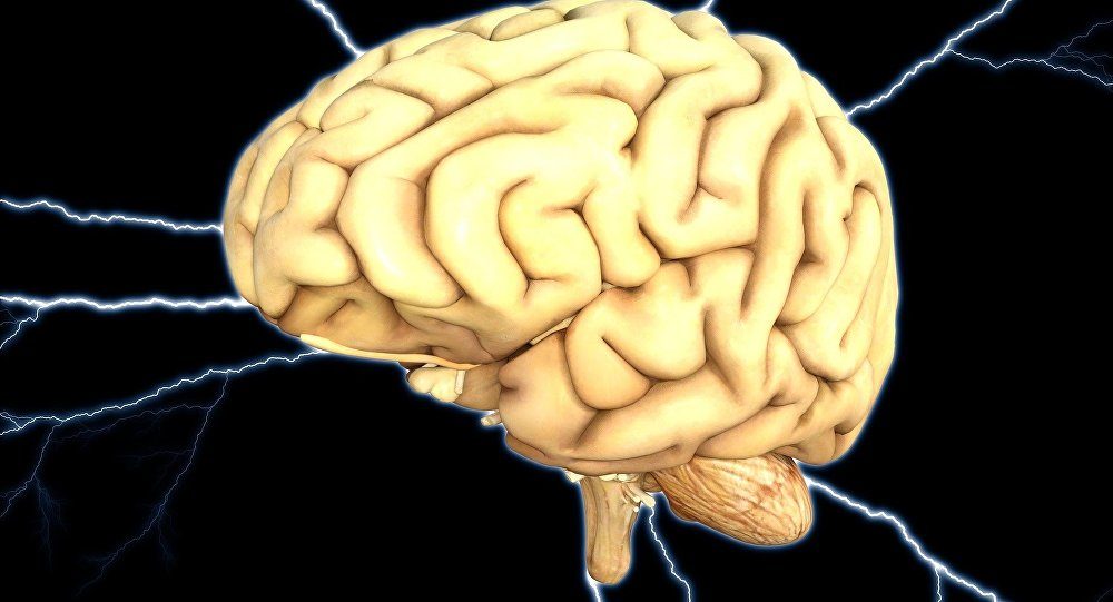 brain