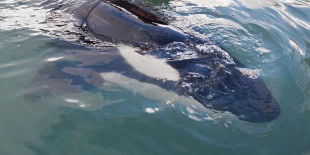 Locals tried to keep an orca alive overnight, but it died. 