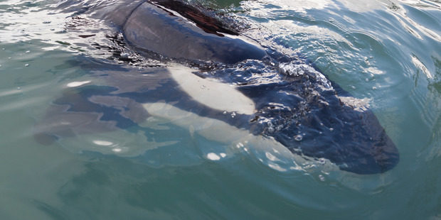 Click to enlarge Locals tried to keep an orca alive overnight, but it died.