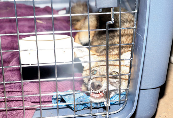 The golden jackal after it was rescued in Vikhroli. 