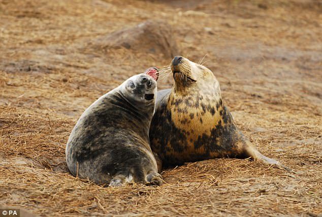 two wold grey sales under oxytocin jab