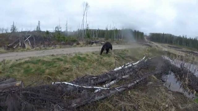 bear attack