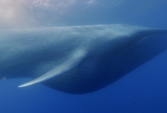 blue whale 