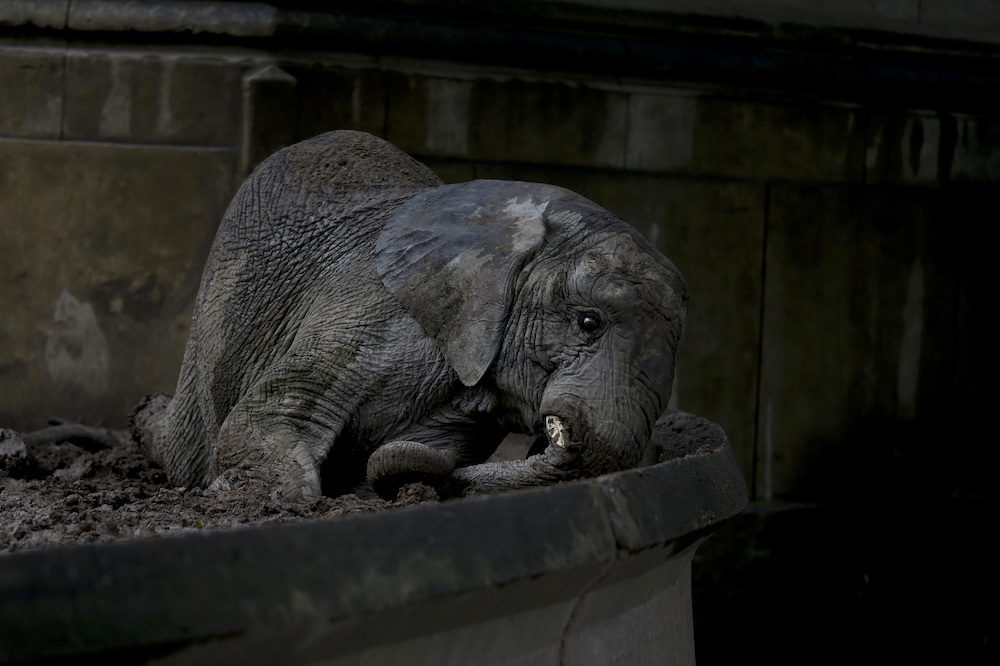 buenos aires zoo closure