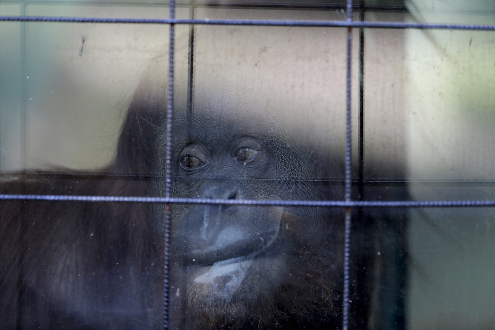 Click to enlarge buenos aires zoo closure