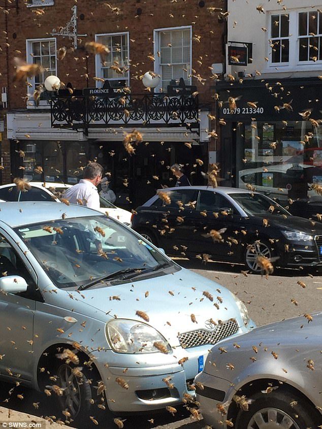 Thousands of stinging bees descended on Bishop's Stortford, Hertfordshire, causing a hive of activity among shoppers