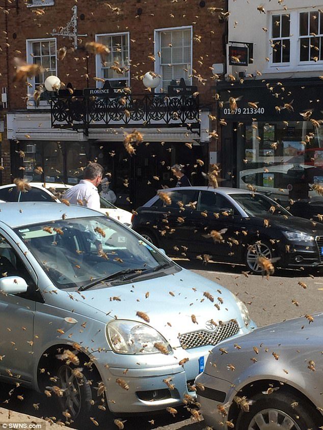 Click to enlarge Thousands of stinging bees descended on Bishop's Stortford, Hertfordshire, causing a hive of activity among shoppers