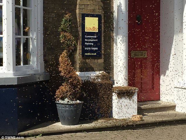 The insects covered everything in sight, including walls and drivers said they were unable to see through the swarm