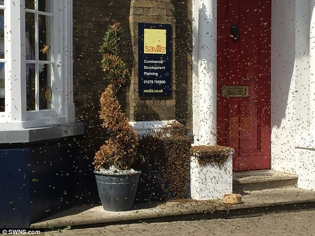 Click to enlarge The insects covered everything in sight, including walls and drivers said they were unable to see through the swarm