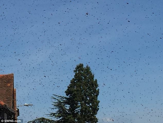 The sky was thick with thousands of bees which 'appeared out of nowhere' and specialists have been drafted in to try and deal with the insects