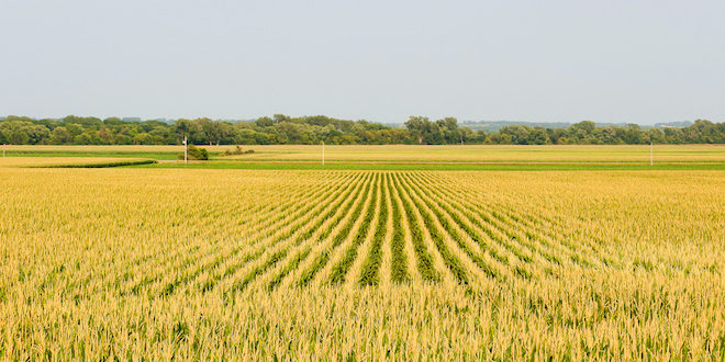 Click to enlarge crops