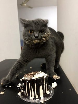 Cake Cat