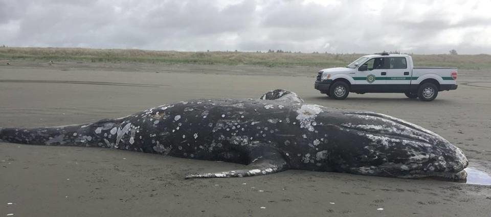 Washington State Parks rangers will be leaving this dead whale to decay on the beach near Twin Harbors State Park south of Westport after it washed ashore Tuesday. 